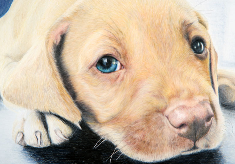 Buntstiftzeichnung Hundeportrait Auge zeichnen Tiere realistisch zeichnen