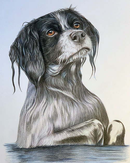 Buntstiftzeichnung Hundeportrait Auge zeichnen Tiere realistisch zeichnen