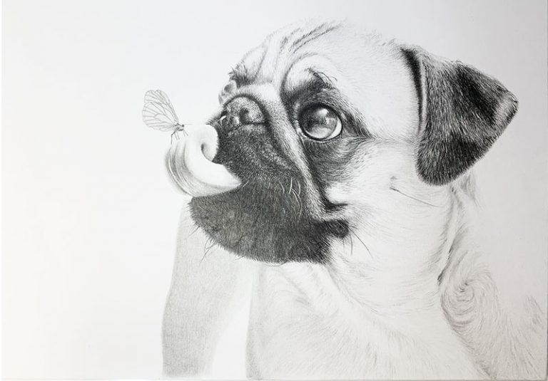 Bleistiftzeichnung Auftragszeichnung Hundeportrait