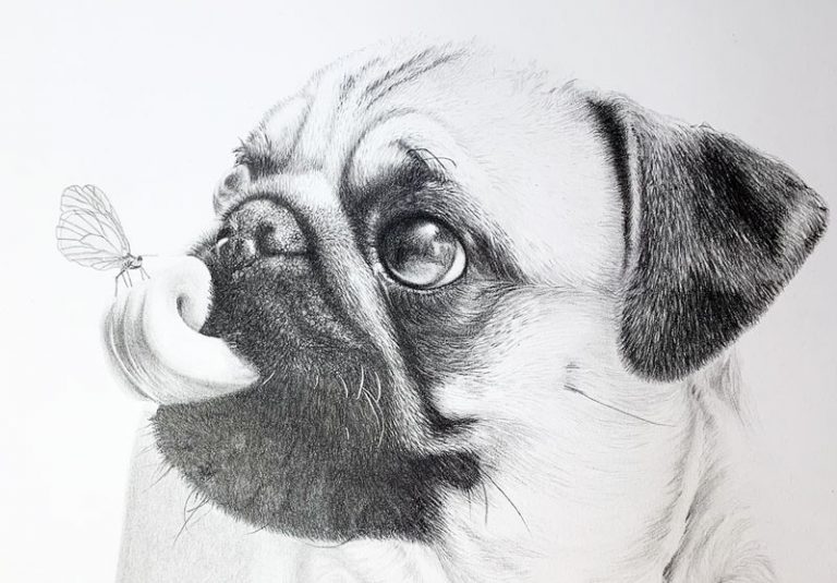 Bleistiftzeichnung Mops Hundeportrait
